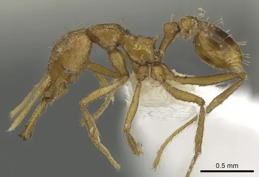 Strumigenys hilaris specimen CASENT0900705 image casent0900705_3