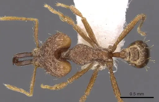 Strumigenys hilaris specimen CASENT0900880 image casent0900880_1
