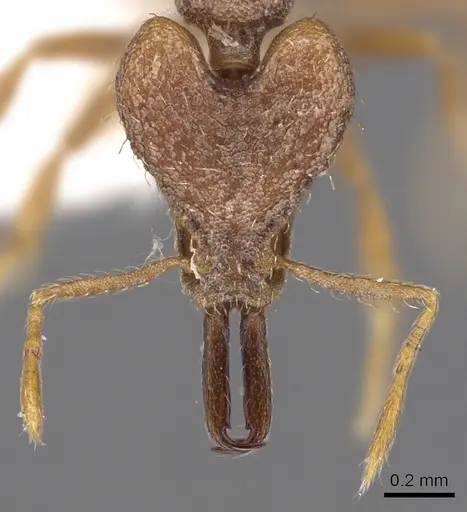 Strumigenys hilaris specimen CASENT0900880 image casent0900880_2