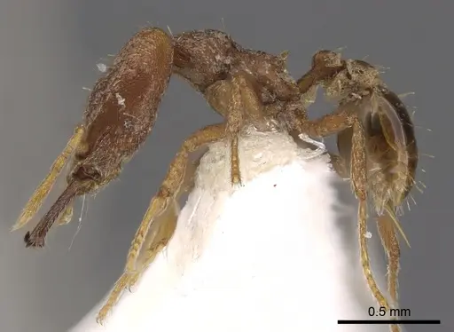 Strumigenys hilaris specimen CASENT0900880 image casent0900880_3