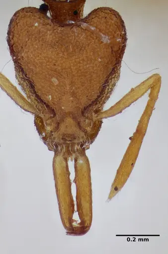 Strumigenys hindenburgi specimen ANTWEB1032500 image antweb1032500_1