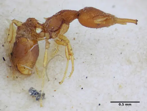 Strumigenys hindenburgi specimen ANTWEB1032500 image antweb1032500_2