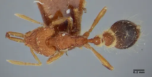 Strumigenys hindenburgi specimen ANTWEB1032502 image antweb1032502_1
