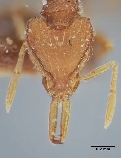 Strumigenys hindenburgi specimen ANTWEB1032502 image antweb1032502_3