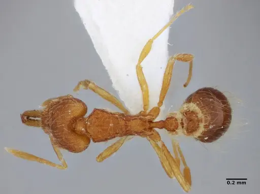 Strumigenys hindenburgi specimen ANTWEB1032537 image antweb1032537_1