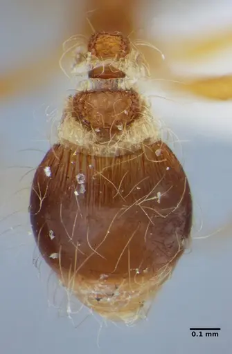 Strumigenys hindenburgi specimen ANTWEB1032537 image antweb1032537_2