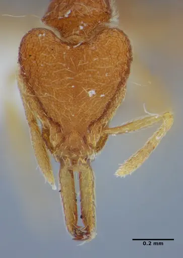 Strumigenys hindenburgi specimen ANTWEB1032537 image antweb1032537_3