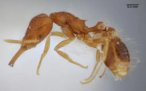 Strumigenys hindenburgi specimen ANTWEB1032537 image antweb1032537_4