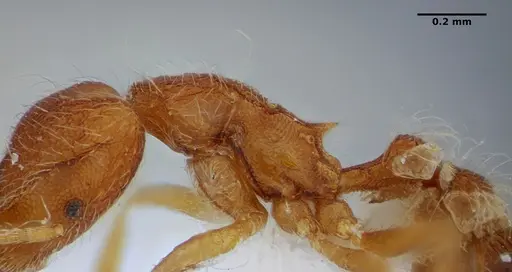 Strumigenys hindenburgi specimen ANTWEB1032537 image antweb1032537_5