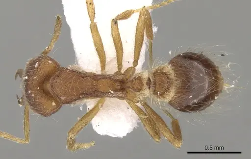 Strumigenys hindenburgi specimen CASENT0280724 image casent0280724_1