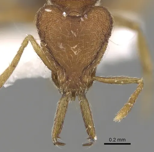 Strumigenys hindenburgi specimen CASENT0280724 image casent0280724_2