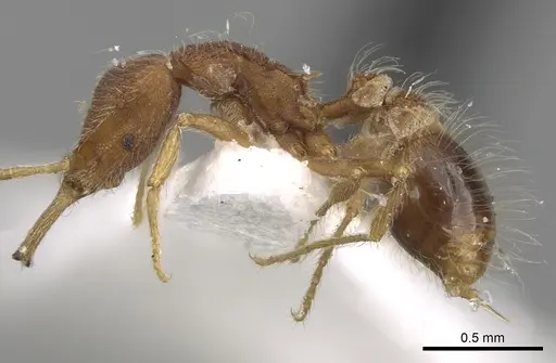 Strumigenys hindenburgi specimen CASENT0280724 image casent0280724_3