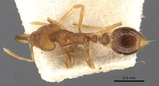 Strumigenys hindenburgi specimen CASENT0909324 image casent0909324_1