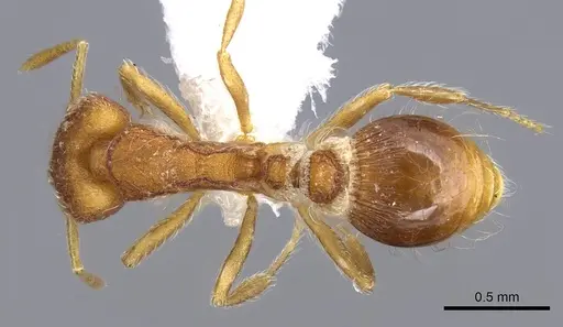 Strumigenys hindenburgi specimen CASENT0914739 image casent0914739_1