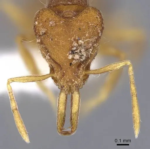 Strumigenys hindenburgi specimen CASENT0914739 image casent0914739_2