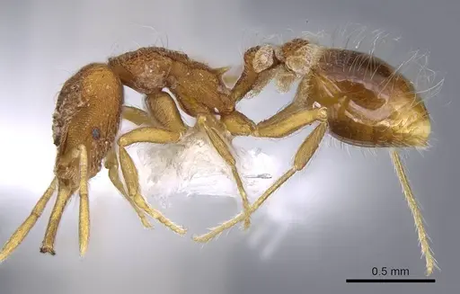 Strumigenys hindenburgi specimen CASENT0914739 image casent0914739_3