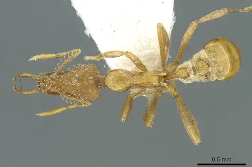Strumigenys hindu specimen CASENT0912870 image casent0912870_1