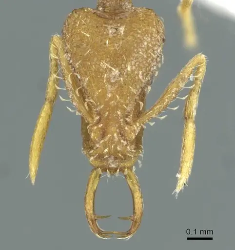 Strumigenys hindu specimen CASENT0912870 image casent0912870_2