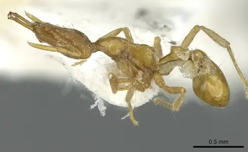 Strumigenys hindu specimen CASENT0912870 image casent0912870_3
