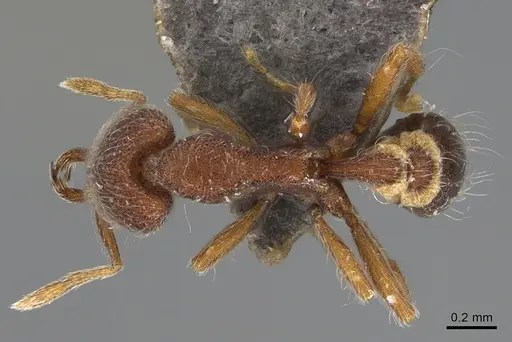 Strumigenys hirsuta specimen ANTWEB1009853 image antweb1009853_1