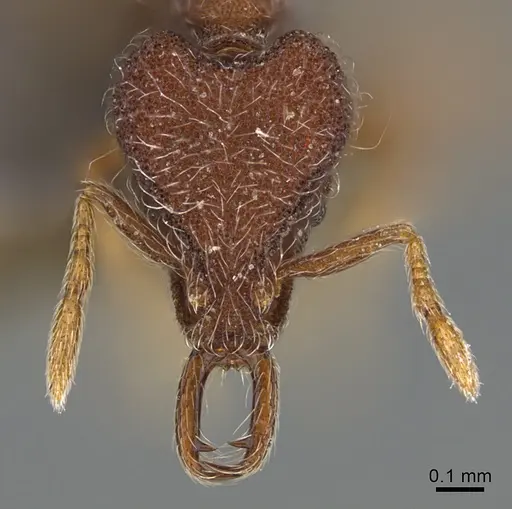 Strumigenys hirsuta specimen ANTWEB1009853 image antweb1009853_2