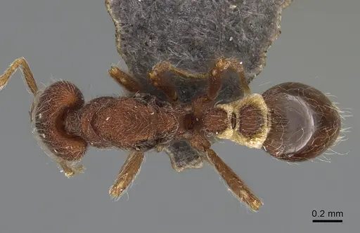 Strumigenys hirsuta specimen ANTWEB1009854 image antweb1009854_1