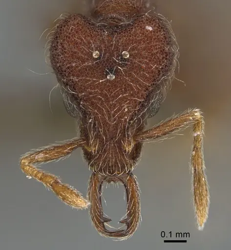 Strumigenys hirsuta specimen ANTWEB1009854 image antweb1009854_2