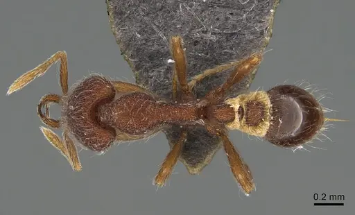 Strumigenys hirsuta specimen ANTWEB1009855 image antweb1009855_1
