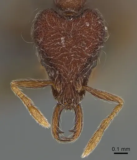 Strumigenys hirsuta specimen ANTWEB1009855 image antweb1009855_2