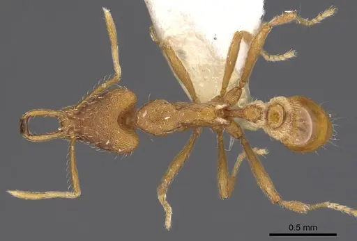 Strumigenys hispida specimen CASENT0900821 image casent0900821_1