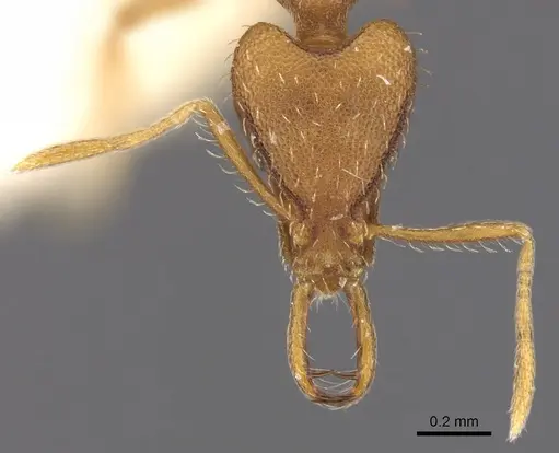 Strumigenys hispida specimen CASENT0900821 image casent0900821_2