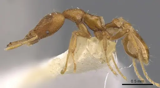 Strumigenys hispida specimen CASENT0900821 image casent0900821_3