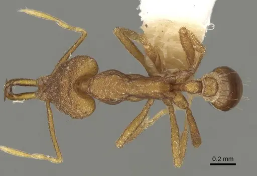 Strumigenys hoplites specimen CASENT0280750 image casent0280750_1