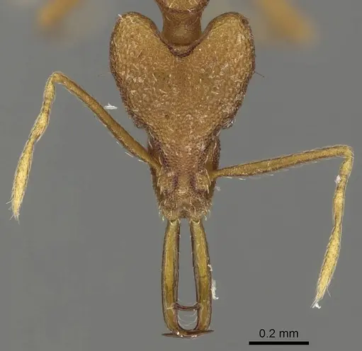 Strumigenys hoplites specimen CASENT0280750 image casent0280750_2