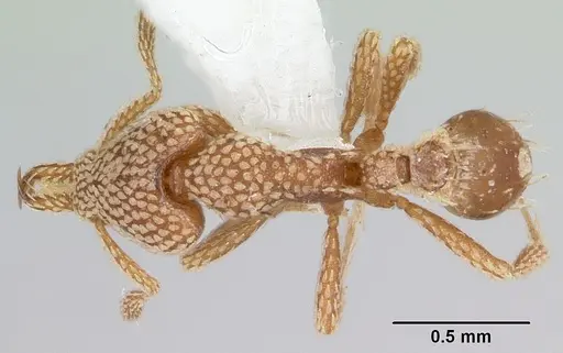 Strumigenys horvathi specimen CASENT0102667 image casent0102667_1