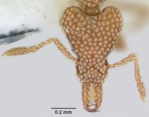 Strumigenys horvathi specimen CASENT0102667 image casent0102667_2