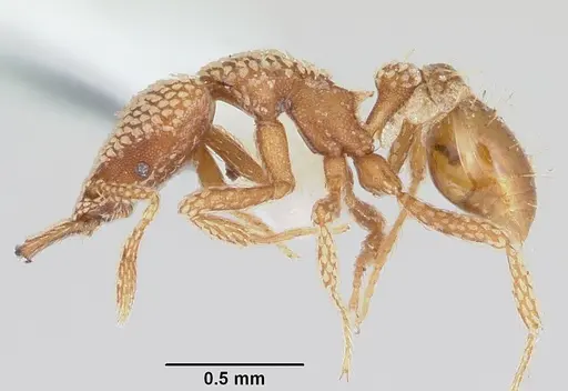 Strumigenys horvathi specimen CASENT0102667 image casent0102667_3