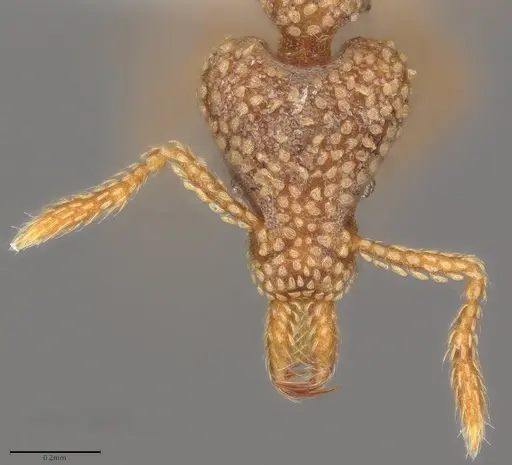 Strumigenys horvathi specimen CASENT0435043 image casent0435043_1