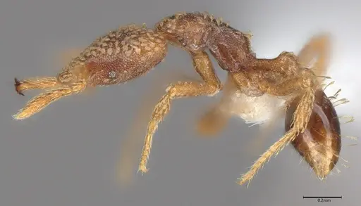Strumigenys horvathi specimen CASENT0435043 image casent0435043_2