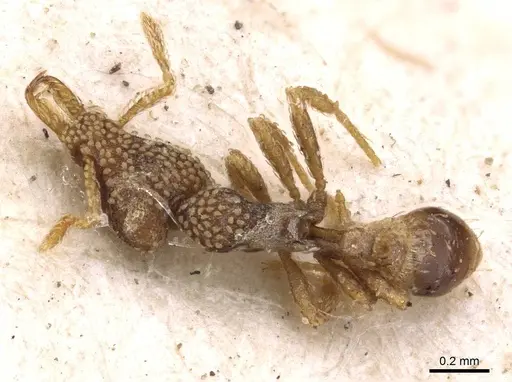 Strumigenys horvathi specimen CASENT0909314 image casent0909314_1