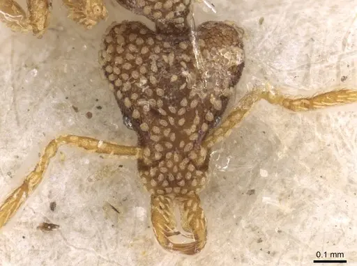 Strumigenys horvathi specimen CASENT0909314 image casent0909314_2