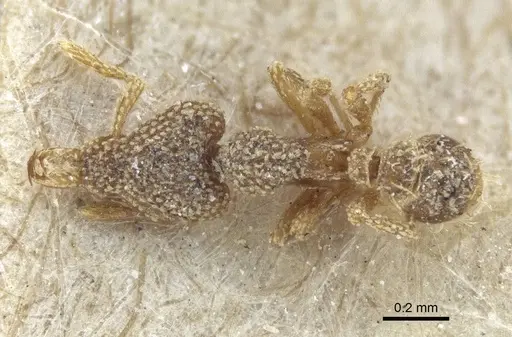 Strumigenys horvathi specimen CASENT0916680 image casent0916680_1