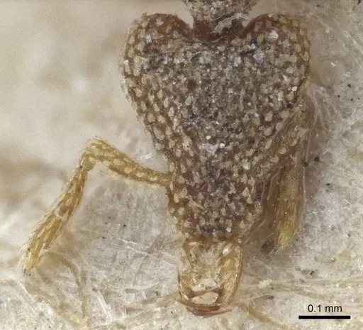 Strumigenys horvathi specimen CASENT0916680 image casent0916680_2