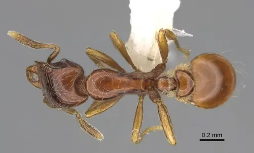 Strumigenys hubbewatyorum specimen CASENT0630256 image casent0630256_1