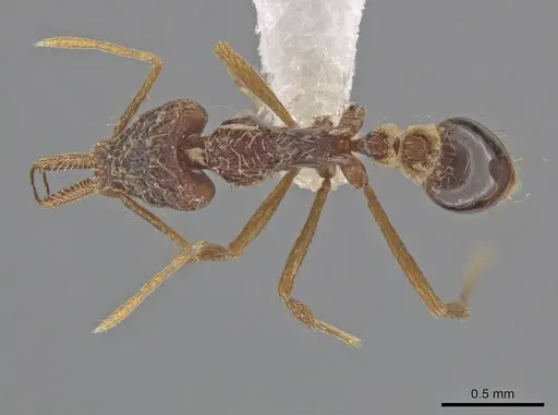 Strumigenys humata specimen CASENT0617628 image casent0617628_1