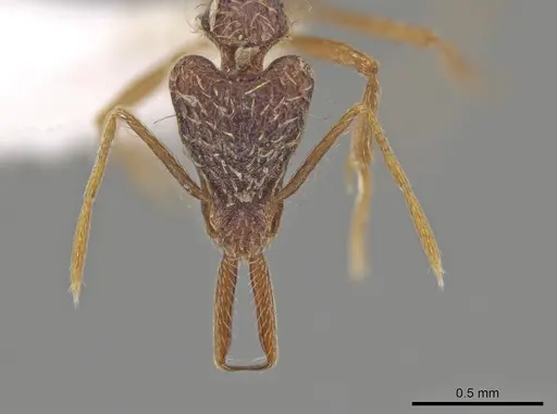 Strumigenys humata specimen CASENT0617628 image casent0617628_2