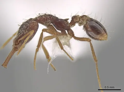 Strumigenys humata specimen CASENT0617628 image casent0617628_3