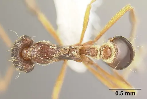 Strumigenys humata specimen INBIOCRI001283978 image inbiocri001283978_1