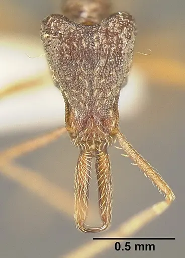 Strumigenys humata specimen INBIOCRI001283978 image inbiocri001283978_2