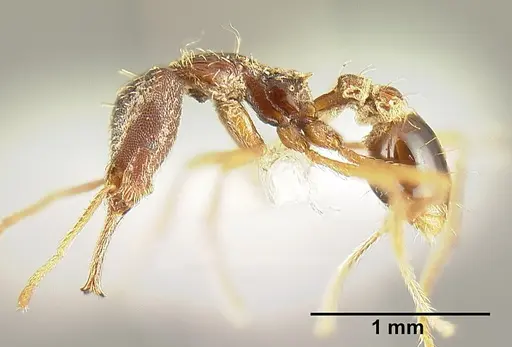 Strumigenys humata specimen INBIOCRI001283978 image inbiocri001283978_3